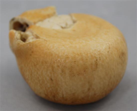 A Japanese coloured ivory model of a partially peeled satsuma, early 20th century, 7cm.